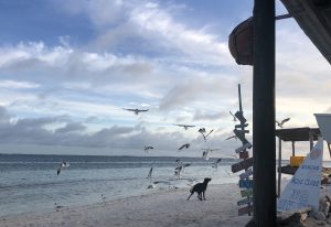 View of a dog and birds in flight on the beach in Los Roques, Venezuela