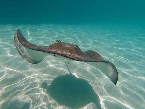 a large sting ray swimming through incredibly clear blue water with white sand below - an underwater shot