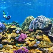 colourful coral reef