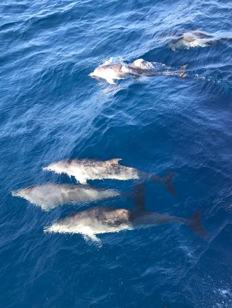 Dolphins swimming in the ocean.